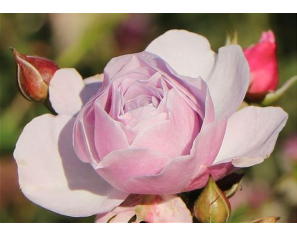 Beetrose 'Nautica', Rosa 'Nautica' lavendelfarben - Seebauer