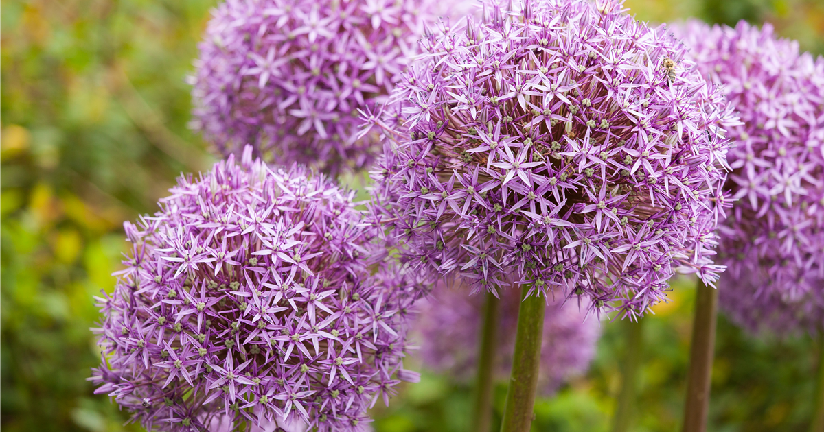 Zierlauch Ostara Allium Ostara Purpurviolett Seebauer