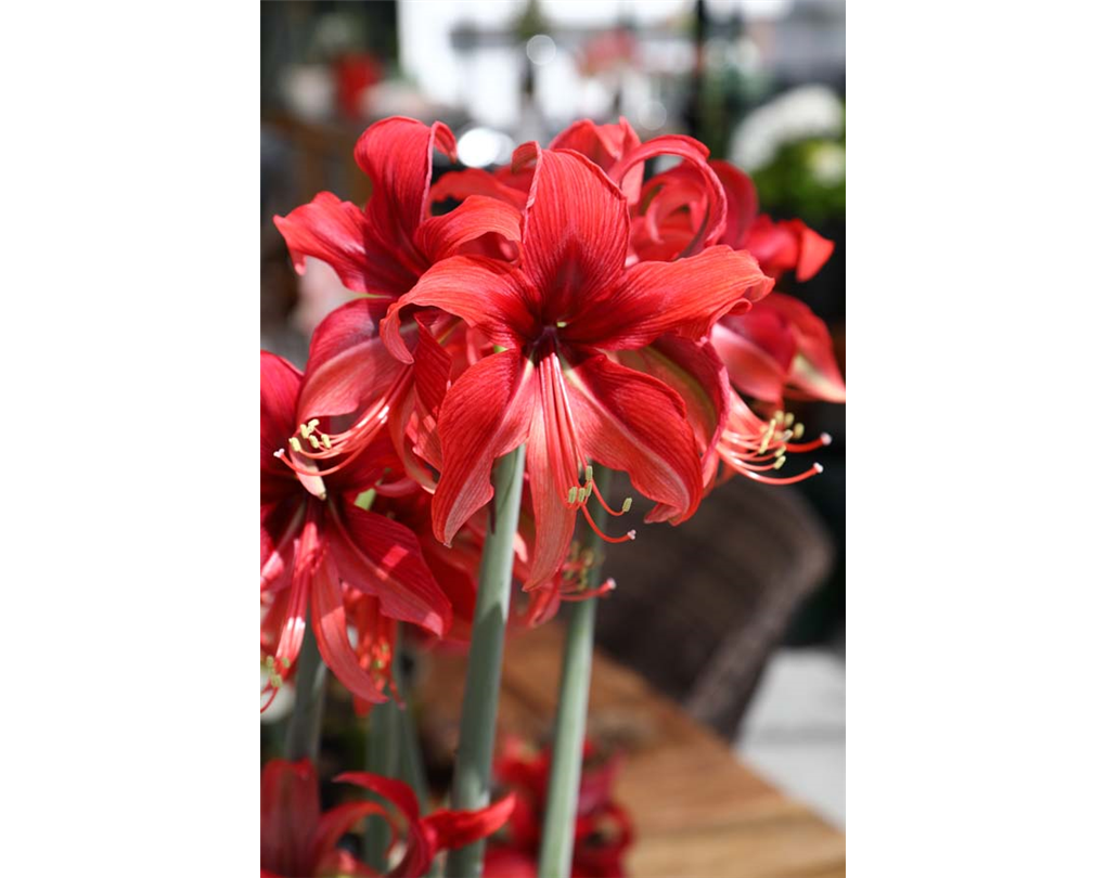 Amaryllis Bogota Ruby Meyer Hippeastrum Bogota Ruby Meyer Rot