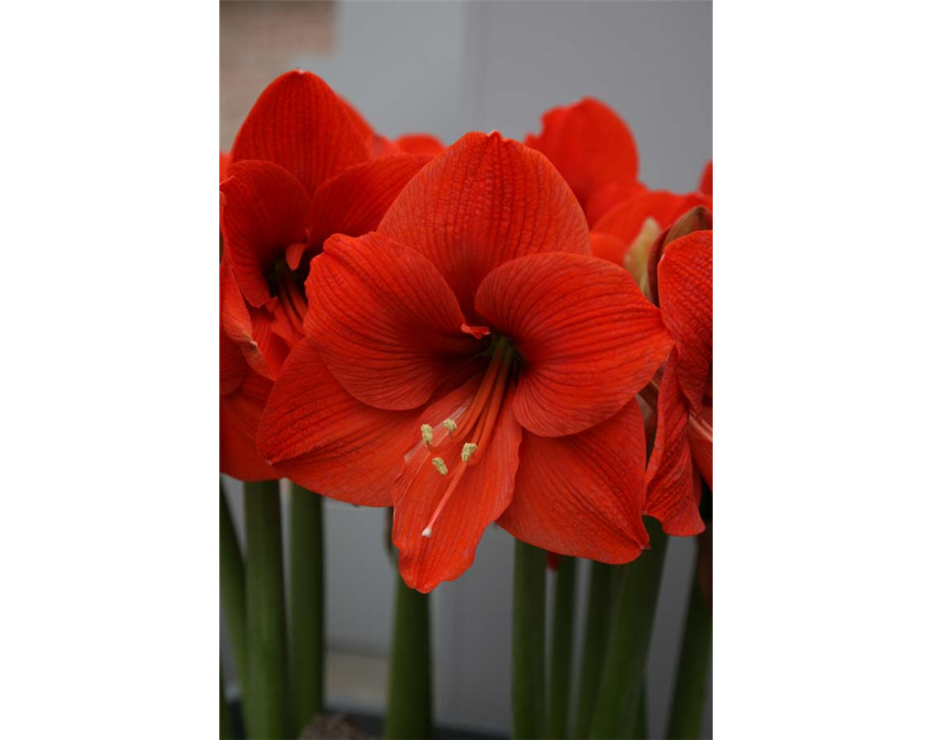 Amaryllis 'Naranja', Hippeastrum 'Naranja' orange - Seebauer