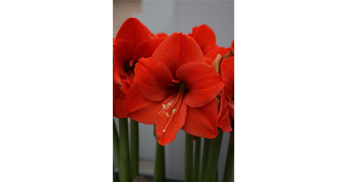 Amaryllis 'Naranja', Hippeastrum 'Naranja' orange - Seebauer