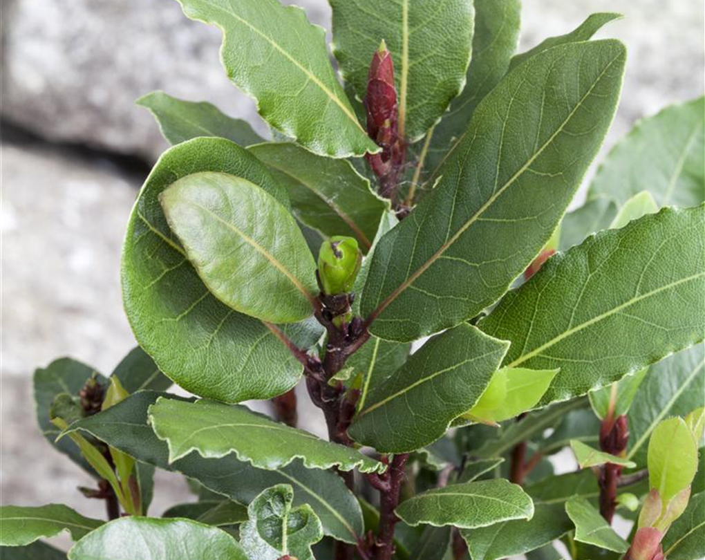 Küchenlorbeer, Laurus nobilis - Seebauer