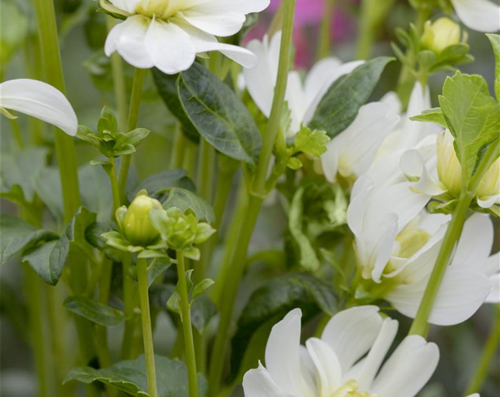 Wedding Party® Wedding Bells Lenten Rose