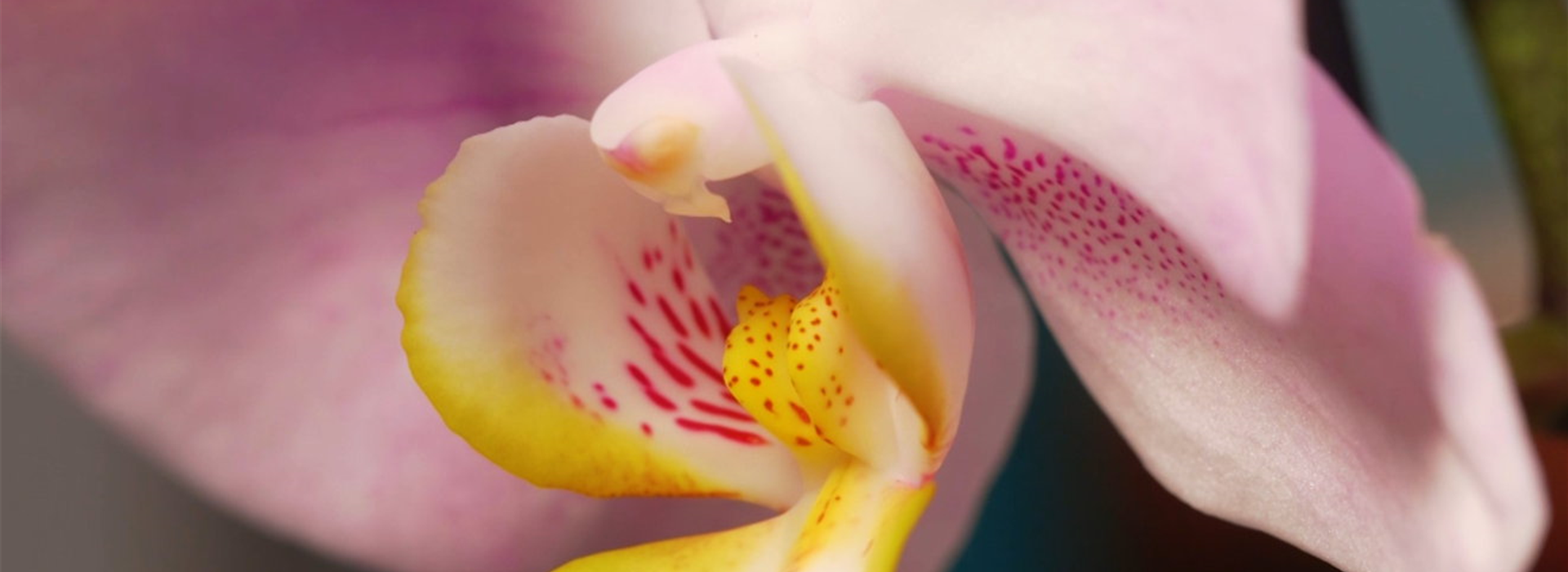 Zimmerpflanzenportrait Orchidee (Thumbnail)