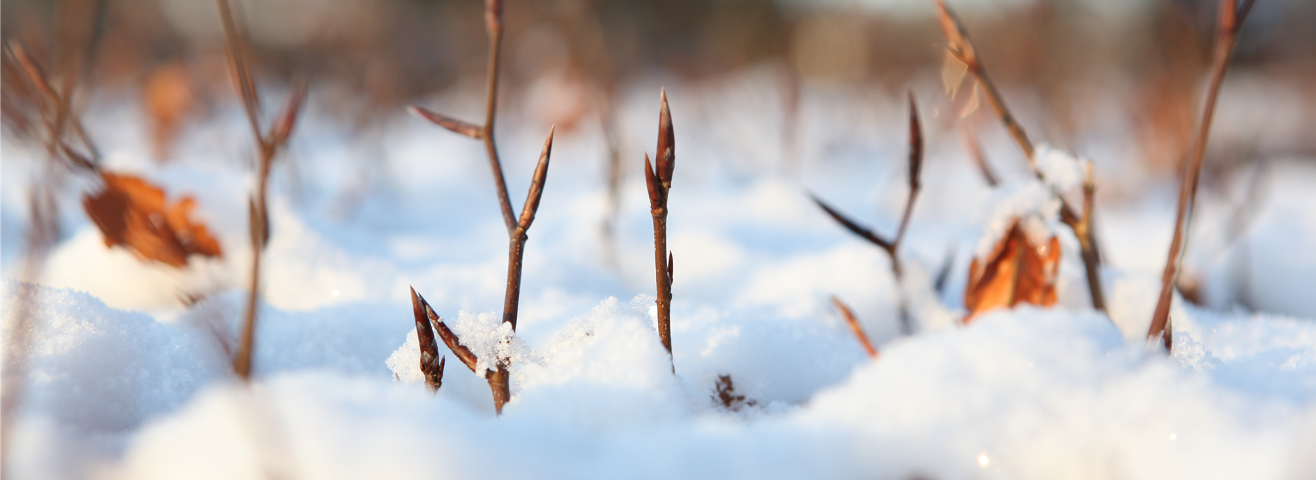 Winterhecke