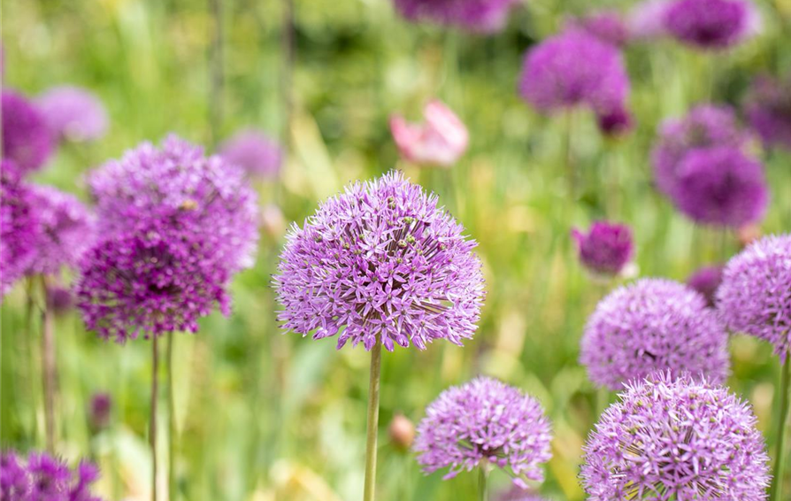 Zier-Allium