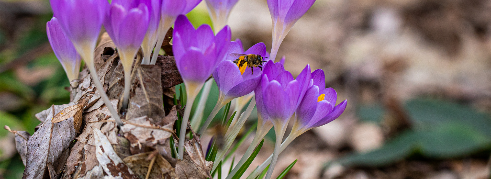 Biene auf Krokus