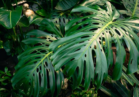 Gartencenter_Seebauer_monstera.jpg