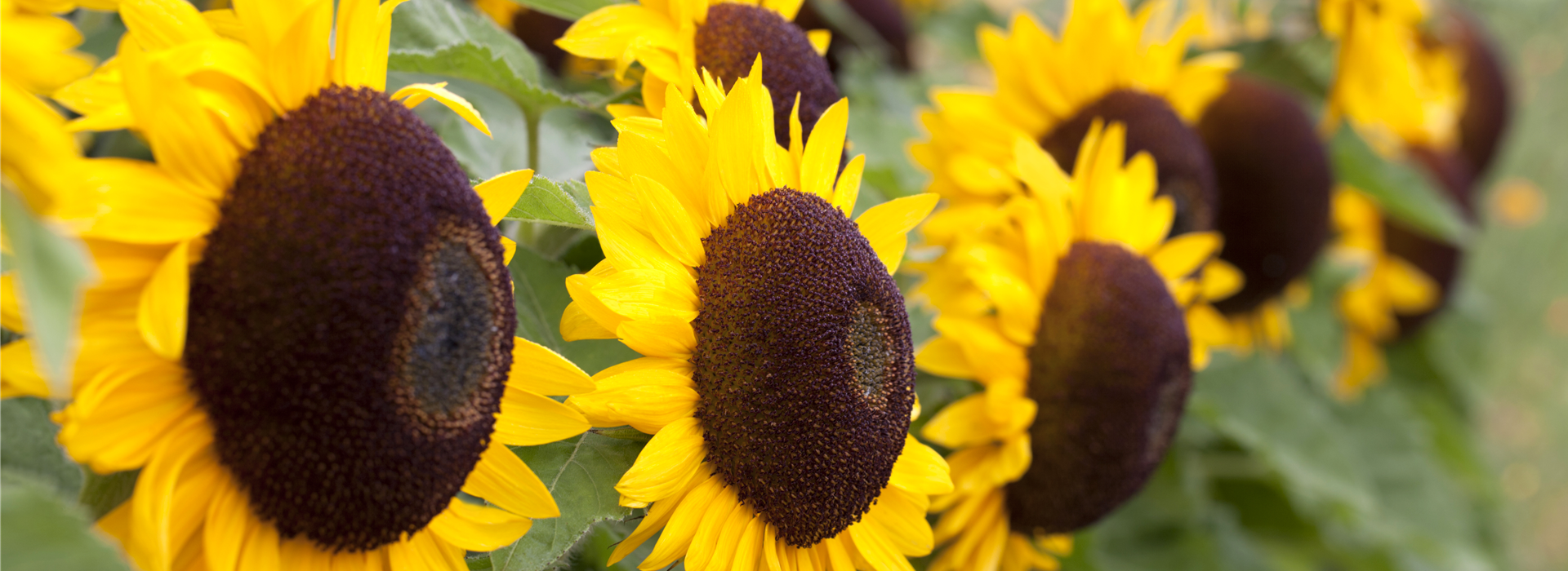 Helianthus annuus 'Big Smile'