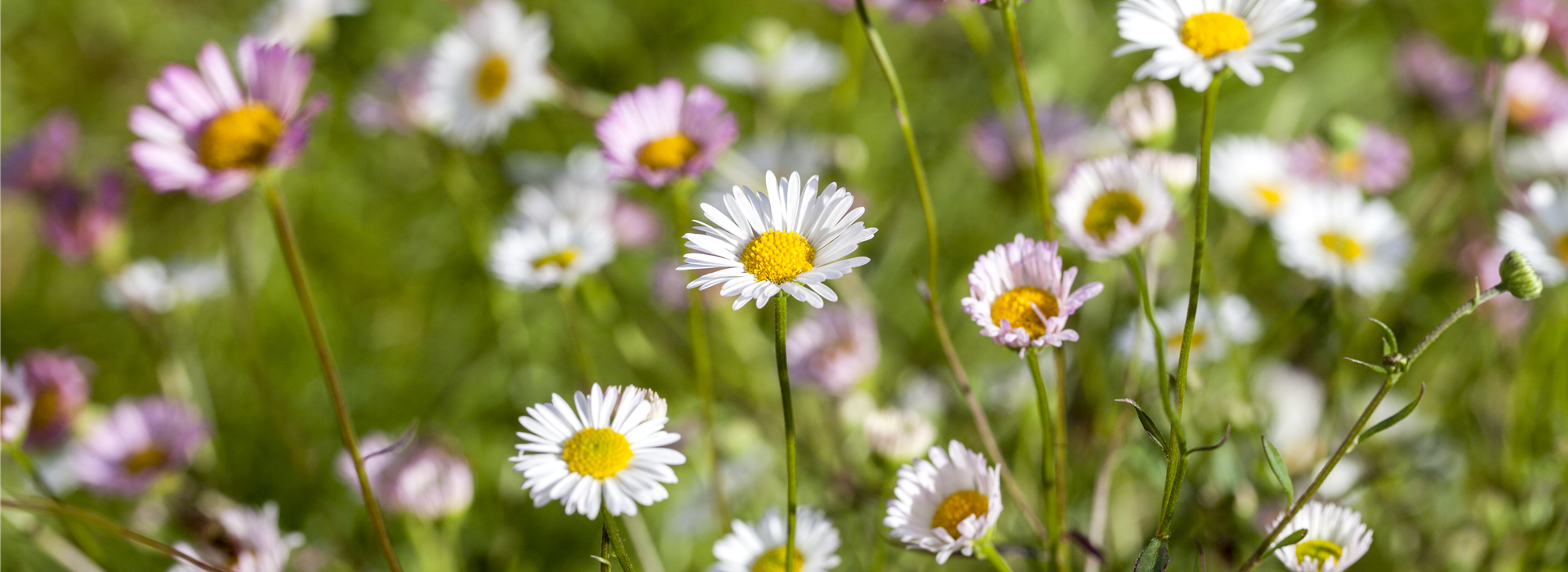 Bellis perennis