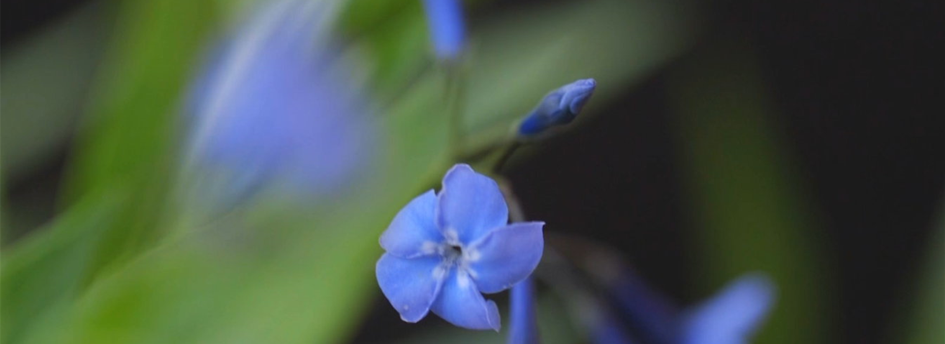 Texas Blaustern - Einpflanzen im Garten (Thumbnail)