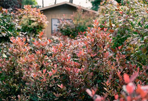 gartencenter_seebauer_sichtschutz-in-der-stadt.jpg