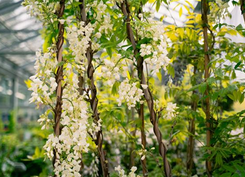 gartencenter_seebauer_blühender-sichtschutz-in-weiss.jpg