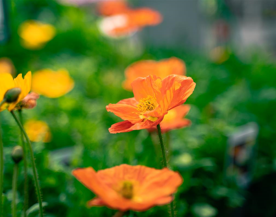 gartencenter_seebauer_wildblumen_bienenfreundlich_balkon.jpg