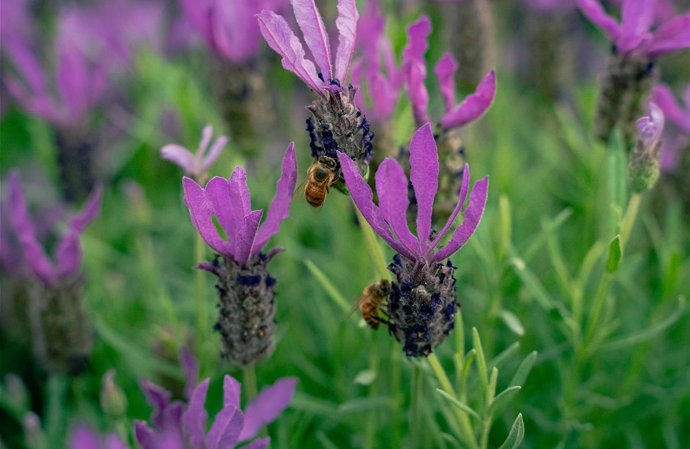 gartencenter_seebauer_lavendel_bienenfreundlich_garten.jpg