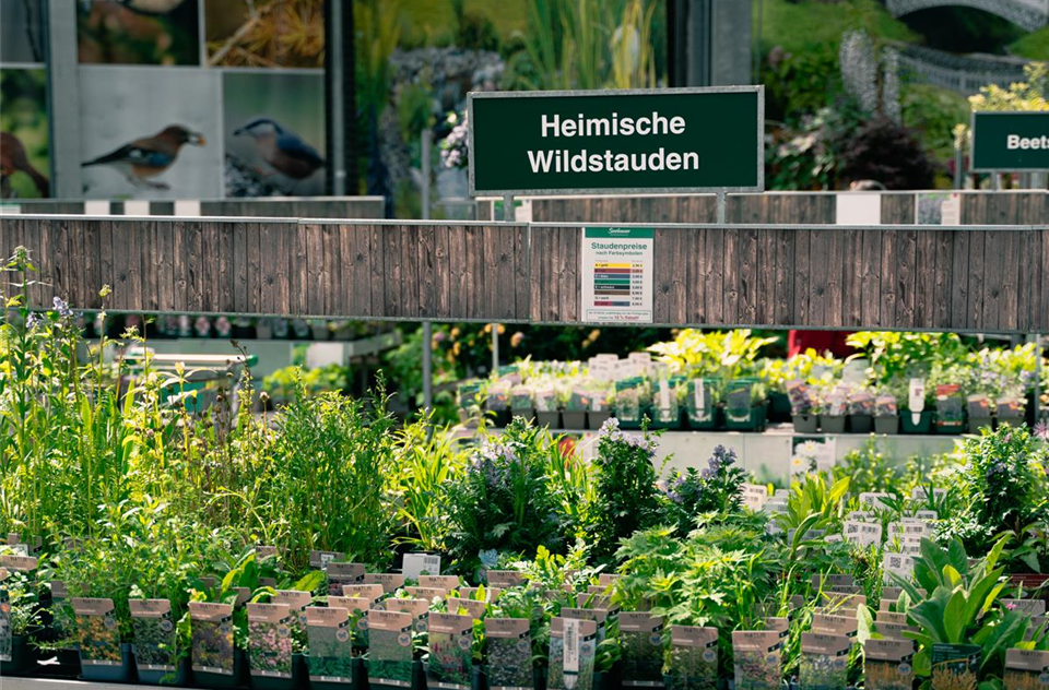 gartencenter_seebauer_insekten-im-garten_bienenfreundlich.jpg