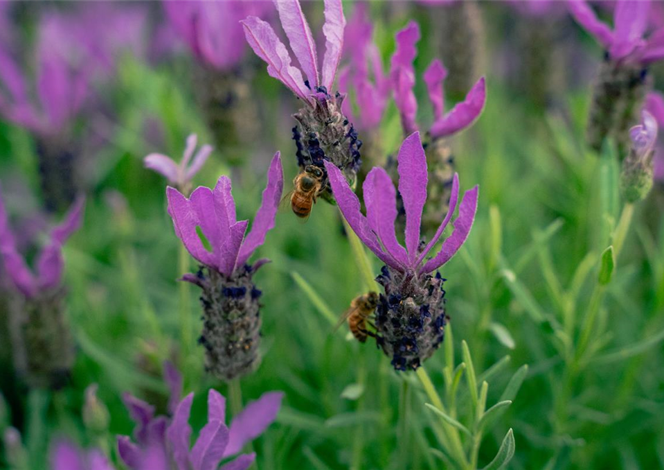 gartencenter_seebauer_lavendel_bienenfreundlich_garten.jpg