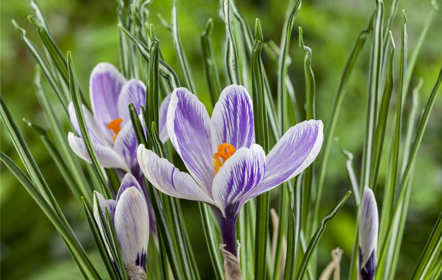 Crocus chrysanthus