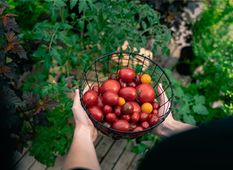 gartencenter_seebauer_tomaten_raritäten.jpg