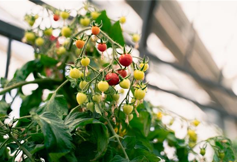 gartencenter_seebauer_tomaten_trend_selbstversorger.jpg