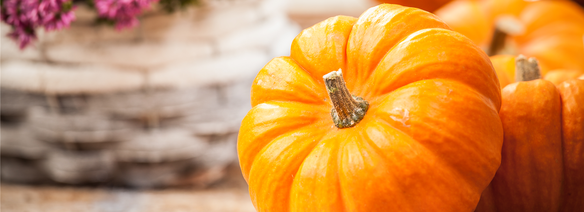 Cucurbita maxima