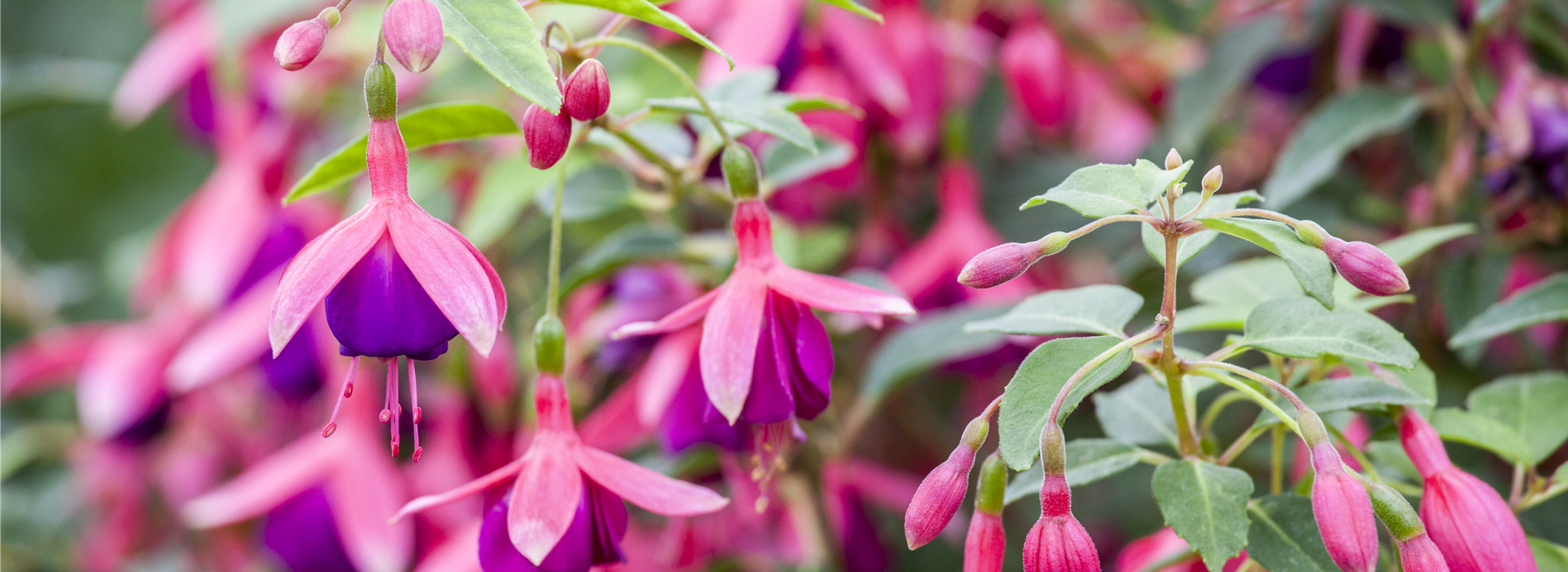 Fuchsia