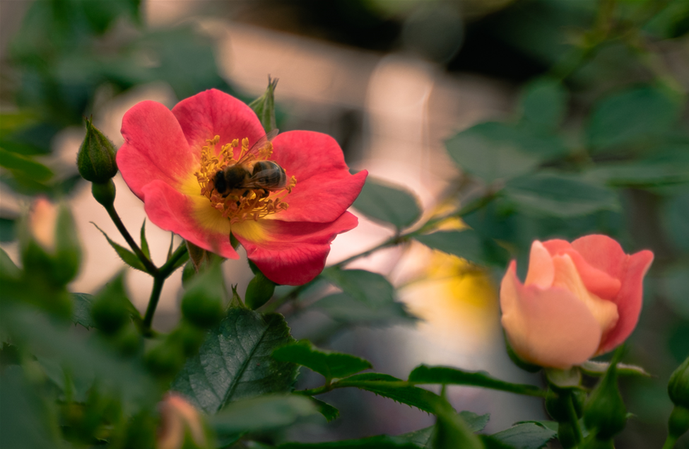 gartencenter_seebauer_bienenfreundliche-rosen.jpg