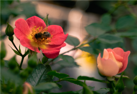 gartencenter_seebauer_bienenfreundliche-rosen.jpg