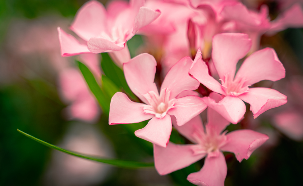 gartencenter_seebauer_bella-italia_oleander.jpg