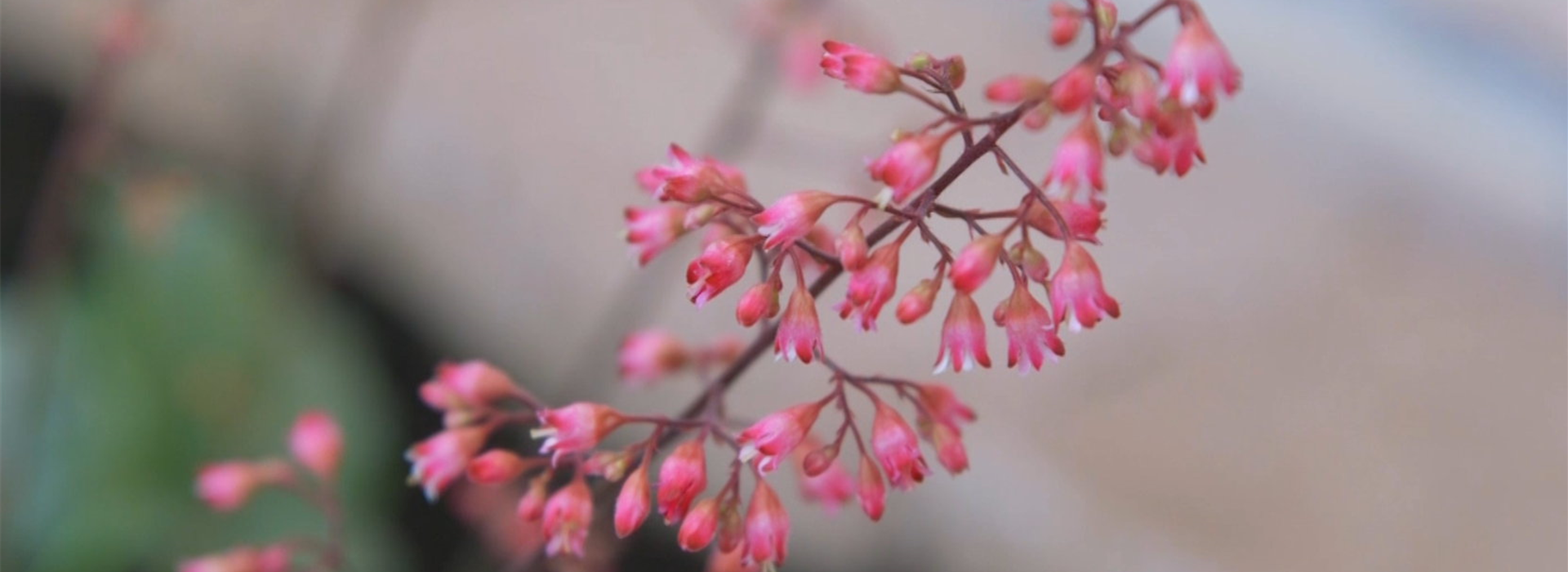 Echtes Purpurglöckchen (Heuchera)- Einpflanzen im Garten (Thumbnail)