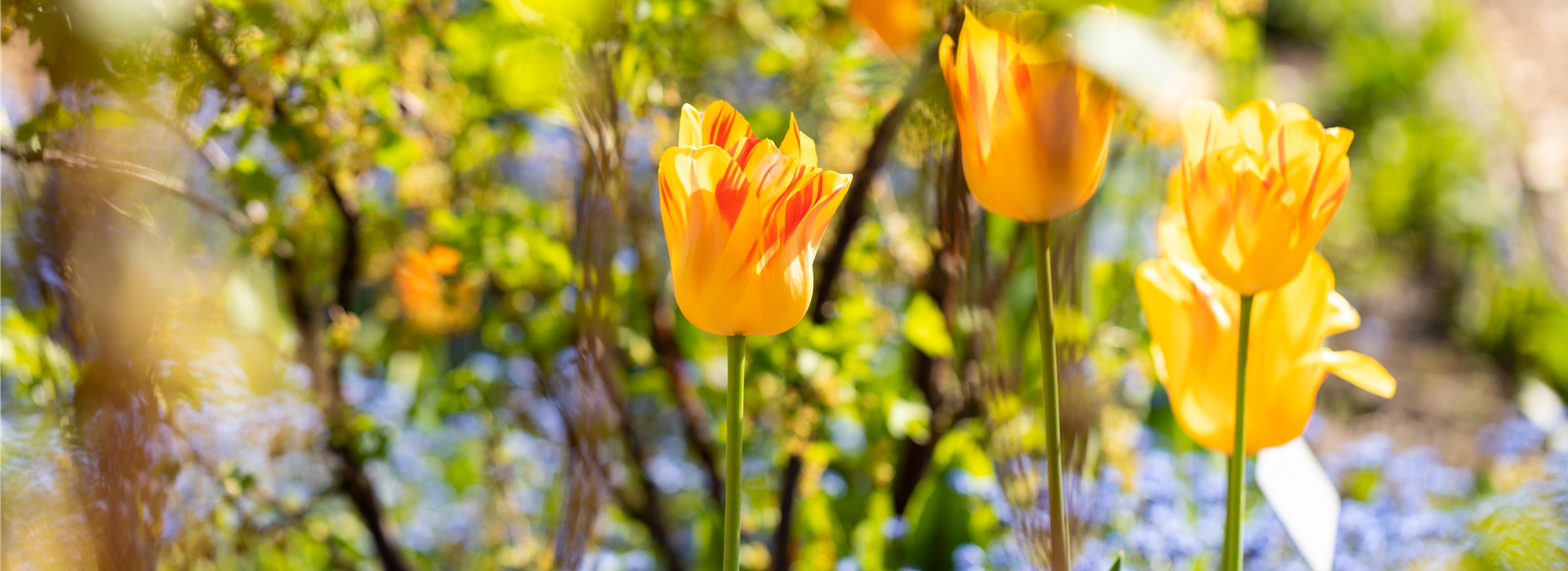 Tulpen im Beet