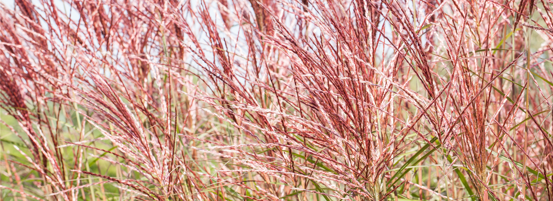 Miscanthus sinensis