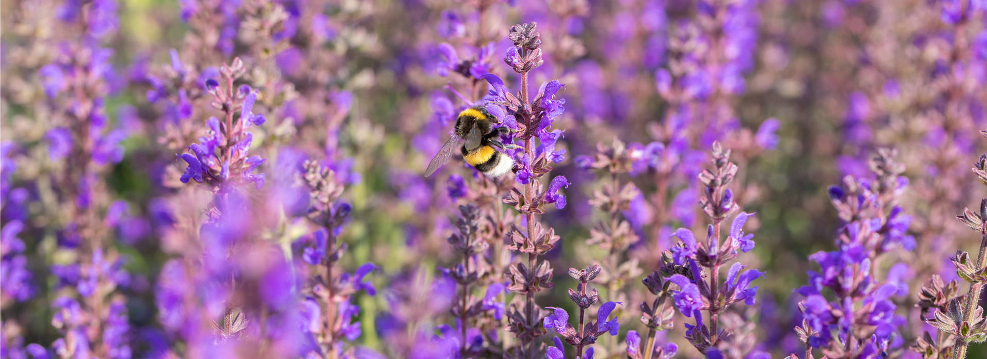 Salvia nemorosa 'Spring King'