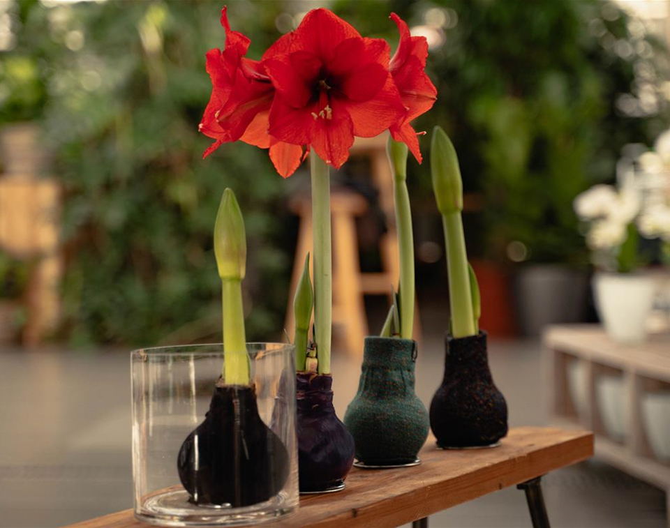 Winterzimmerpflanzen_Amaryllis.jpg