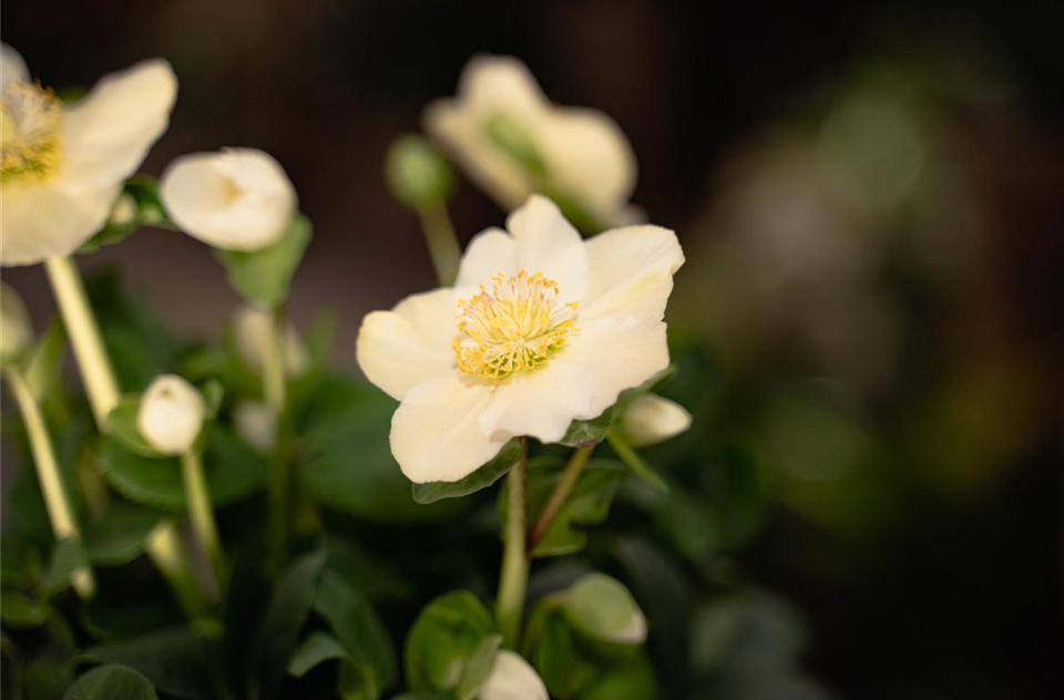 Winterzimmerpflanzen_Christrose.jpg