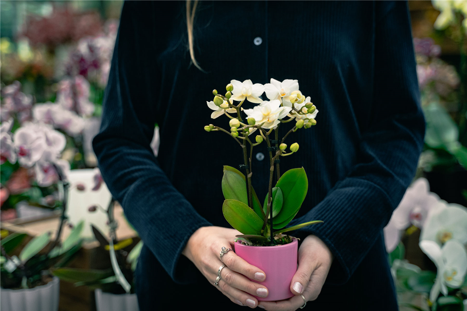 gartencenter-seebauer-shooting-jan23-Orchideen-Seebauer-VZ-07.jpg