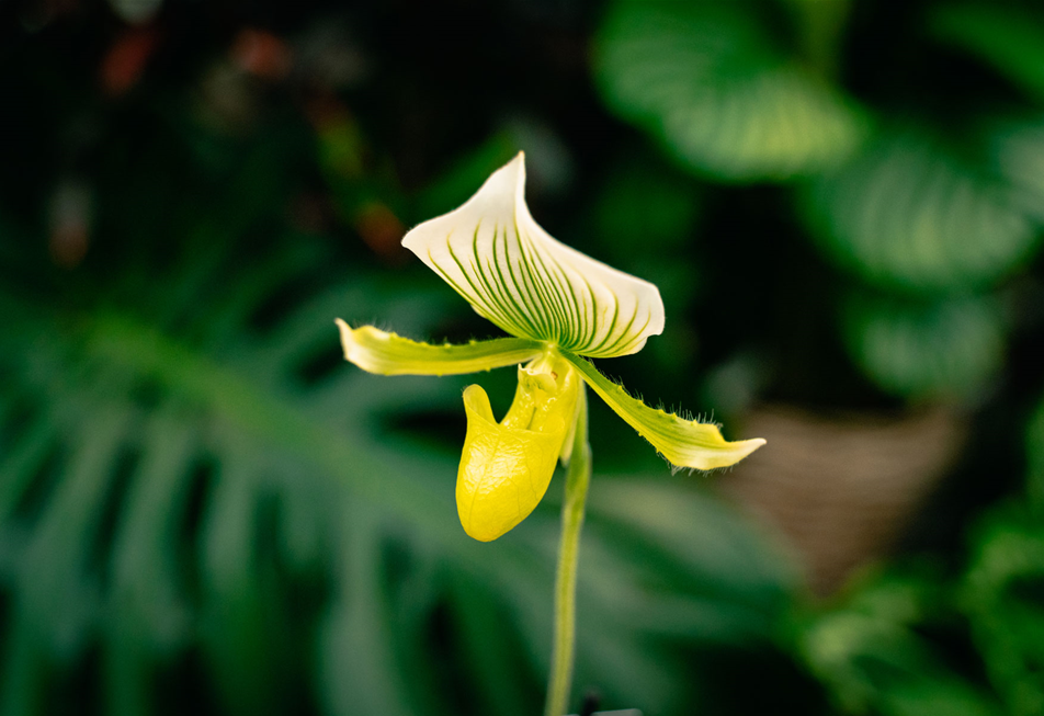 gartencenter-seebauer-shooting-jan23-Orchideen-Seebauer-VZ-17