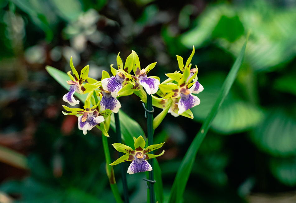 gartencenter-seebauer-shooting-jan23-Orchideen-Seebauer-VZ-19