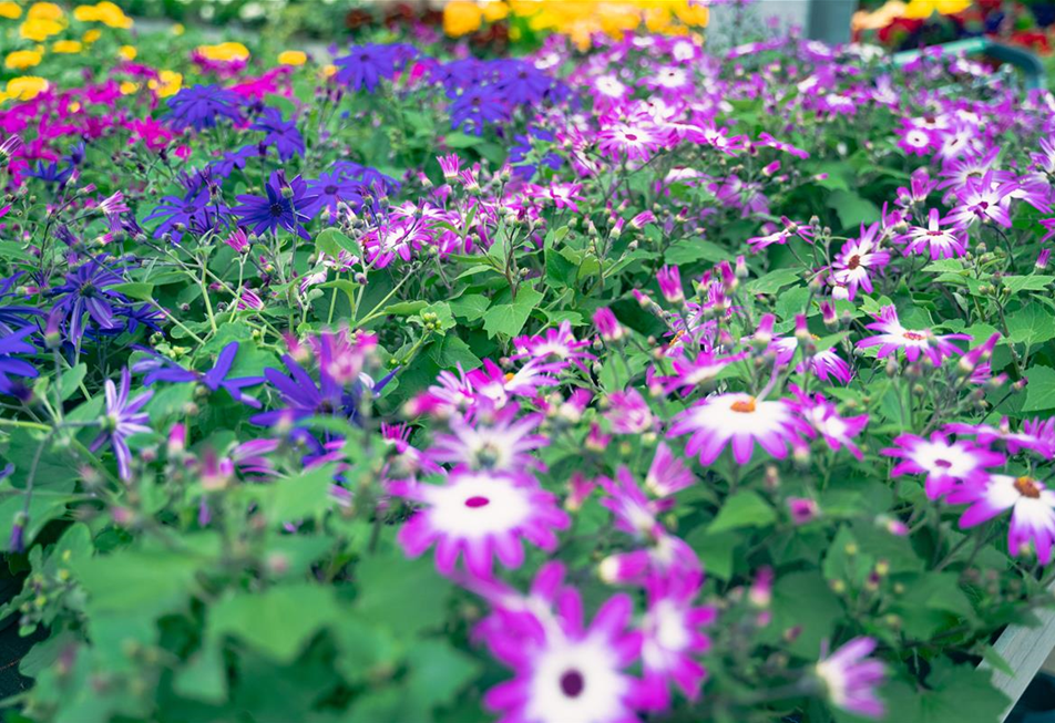 gartencenter-seebauer-shooting-april23-balkonpflanzen-VZ-5