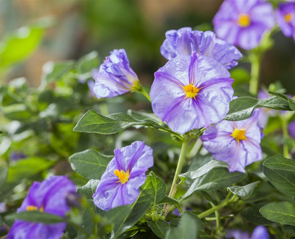 Solanum rantonnetii