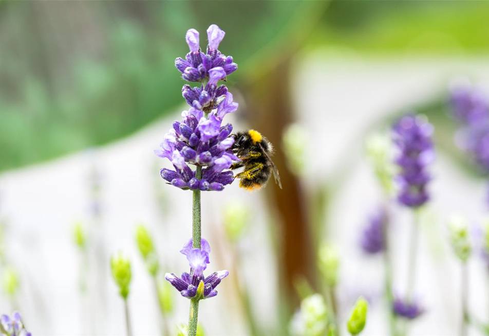 Hummel an Lavendel