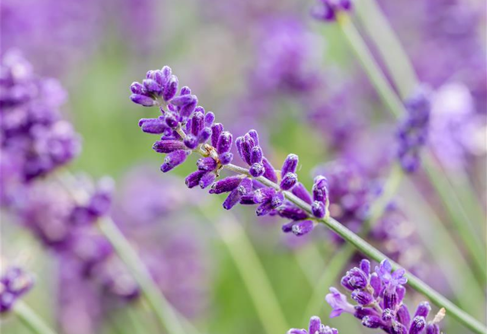 Lavandula angustifolia