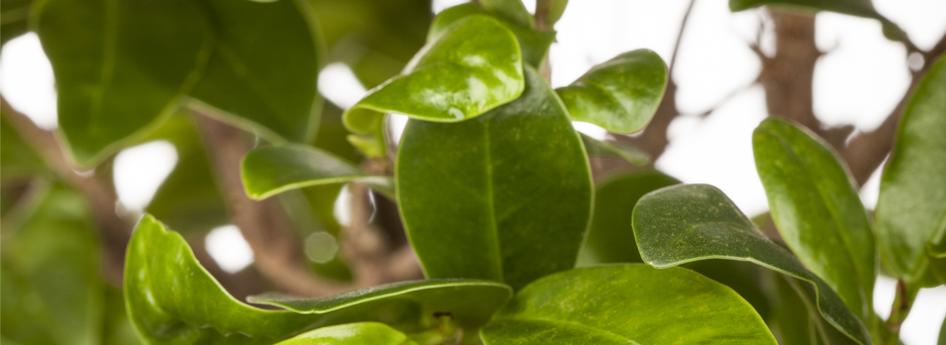 Ficus microcarpa 'Ginseng'