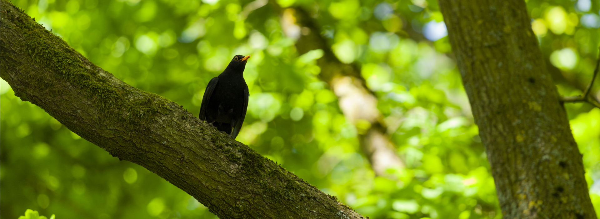 Amsel