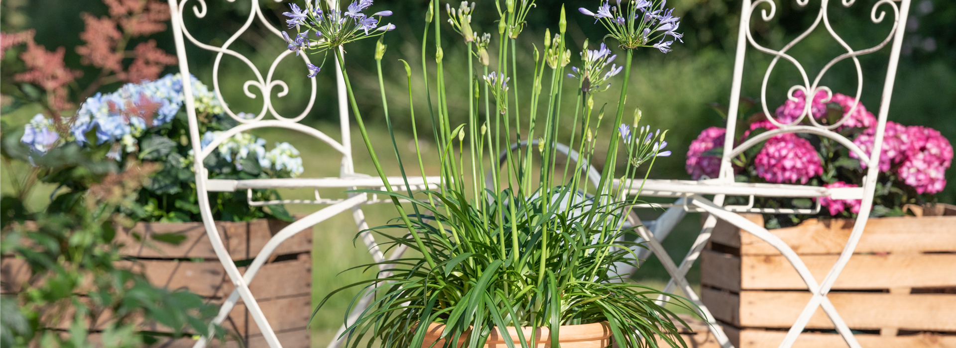 Agapanthus africanus 'Atlantic Ocean'