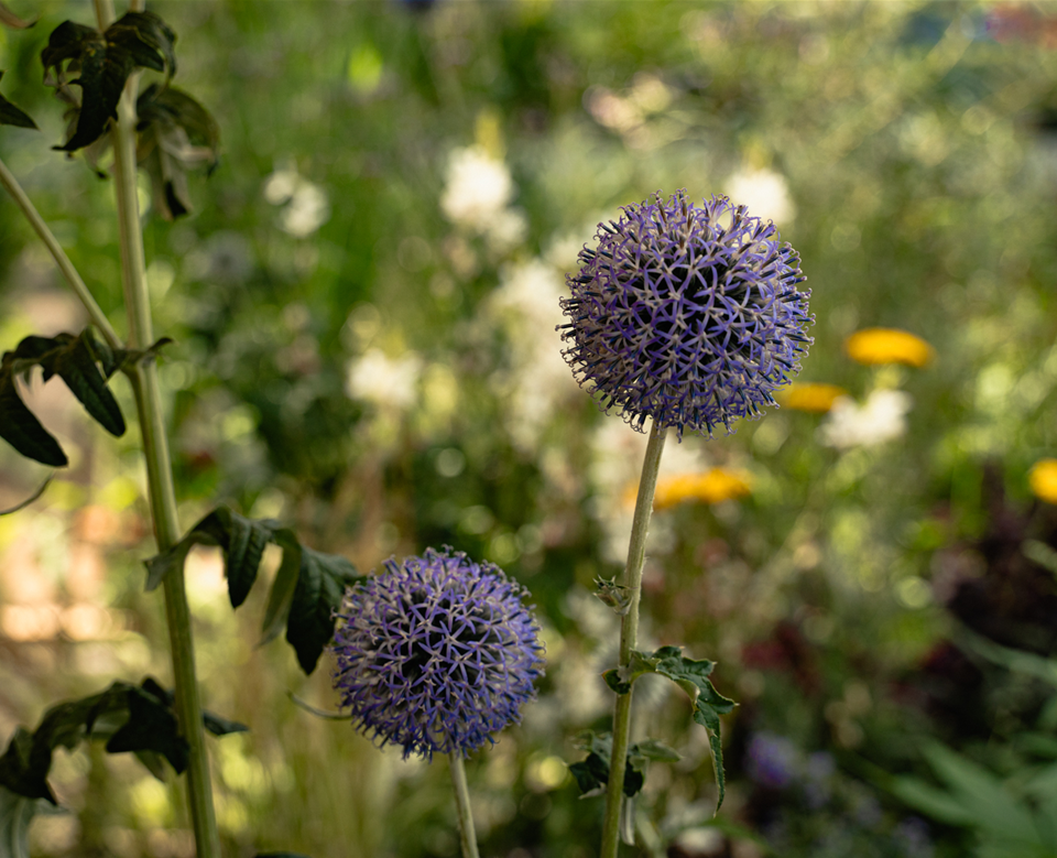 gartencenter-seebauer_trockenkünstler_Juli23-4.jpg