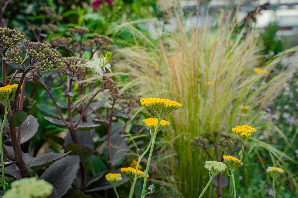 gartencenter-seebauer_trockenkünstler_Juli23-8.jpg