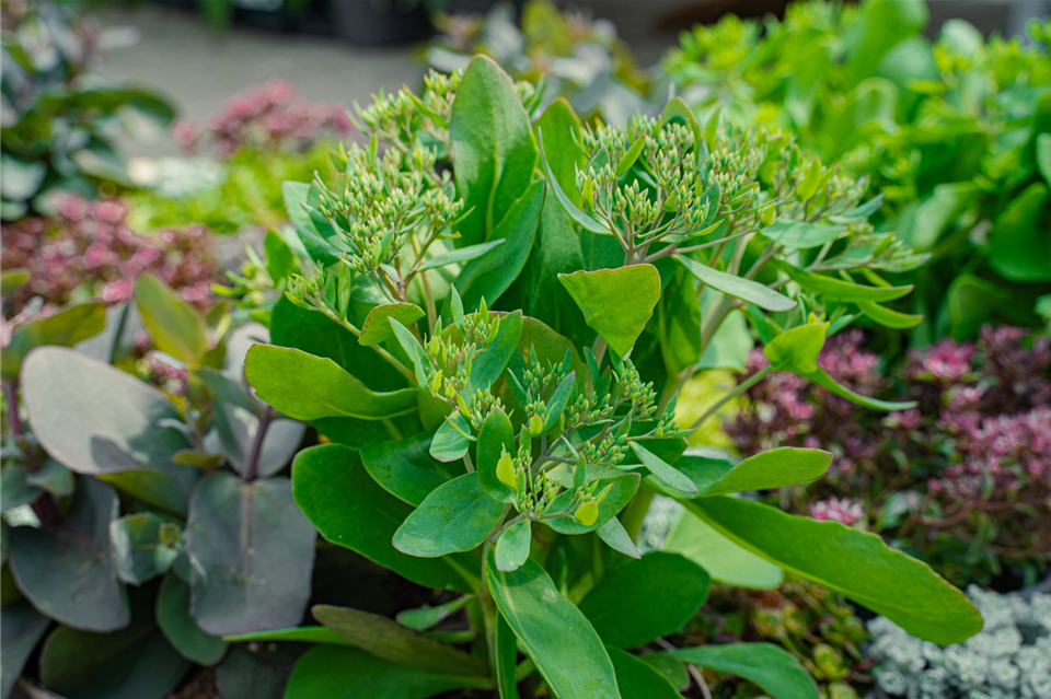 gartencenter-seebauer_Freiluft-sukkulenten_Juli23-2(1).jpg