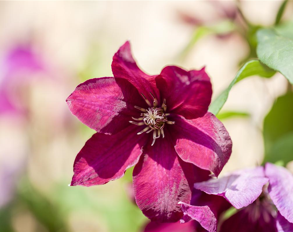 Clematis, rot (GS424626.jpg)