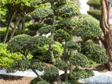 Ilex crenata, Bonsai